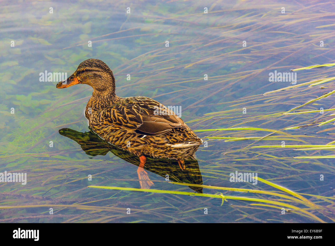 Veneto fiume Sile parco naturale - Oasi di Cervara -canapiglia Foto Stock