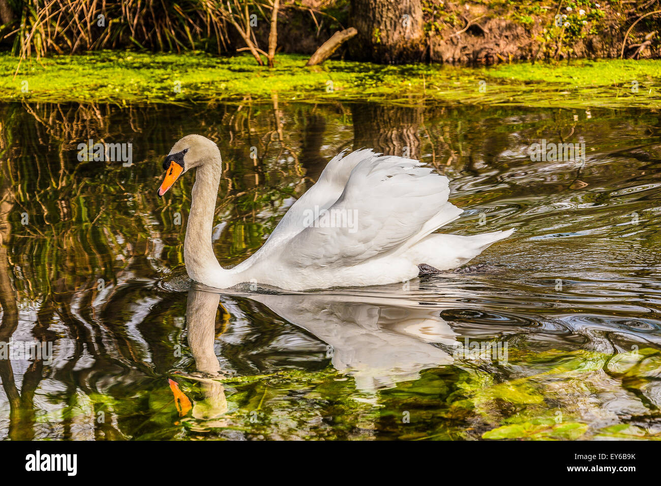 Veneto Fiume Sile Parco naturale - swan Foto Stock