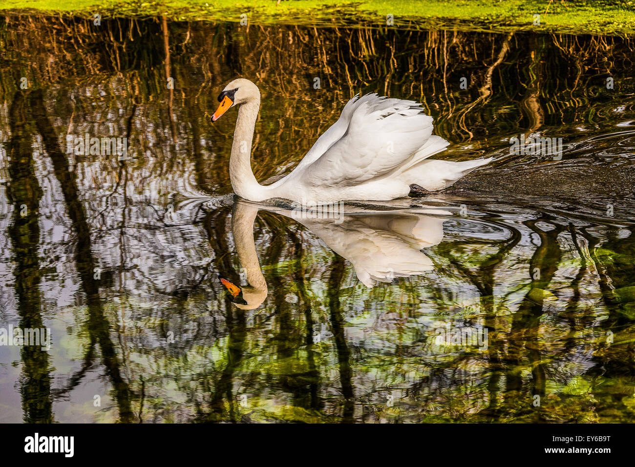 Veneto Fiume Sile Parco naturale - swan Foto Stock