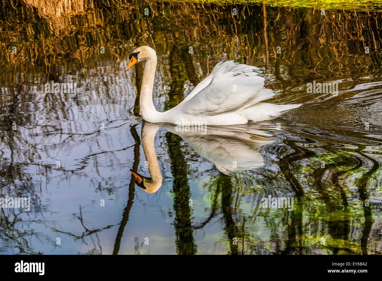 Veneto Fiume Sile Parco naturale - swan Foto Stock