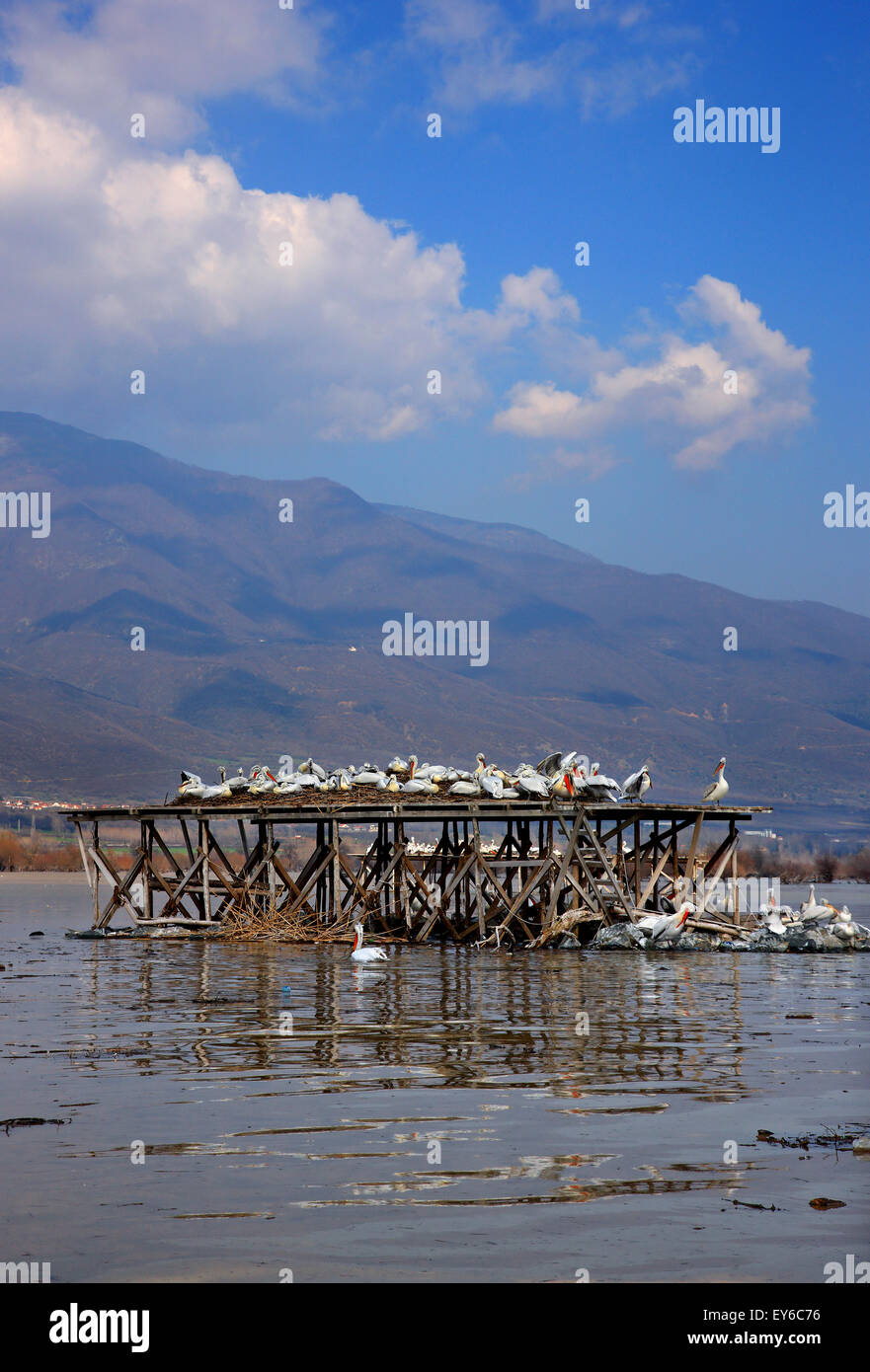 Pellicani in appoggio sul lago di Kerkini, serre, Macedonia, Grecia. Foto Stock