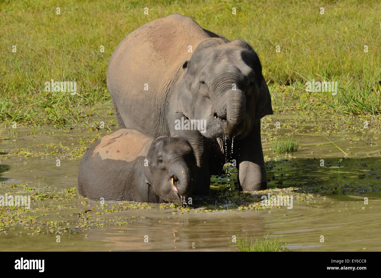 Gli elefanti, madre e vitello Foto Stock