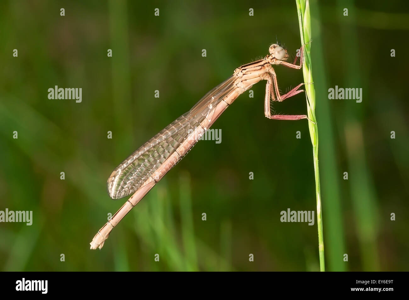 Dragonfly seduto su un gambo di erba, a sfocare lo sfondo naturale. Foto Stock