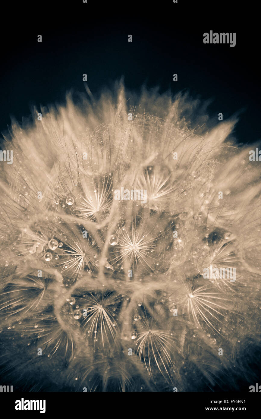 Salsefrica seme head © Clarissa Debenham / Alamy Foto Stock