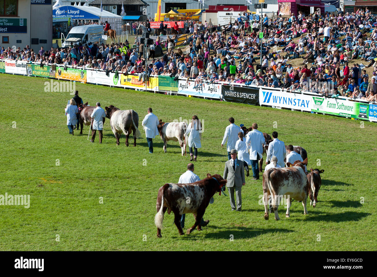 Llanelwedd, Powys, Regno Unito. Il 22 luglio 2015. Dopo un avvio umido per il terzo giorno della mostra è diventato caldo e soleggiato come la sfilata di Vincita magazzino avviene nell'anello principale. Il Royal Welsh Show è acclamato come il più grande e più prestigioso evento del suo genere in Europa. In eccesso di 200.000 visitatori sono attesi questa settimana nel corso di questi quattro giorni di periodo di mostra - 2014 vide 237,694 visitatori, 1.035 tradestands & un record 7,959 espositori di bestiame. Il primo film era a Aberystwyth in 1904 ed ha attirato 442 voci di bestiame. Credito: Graham M. Lawrence/Alamy Live News. Foto Stock