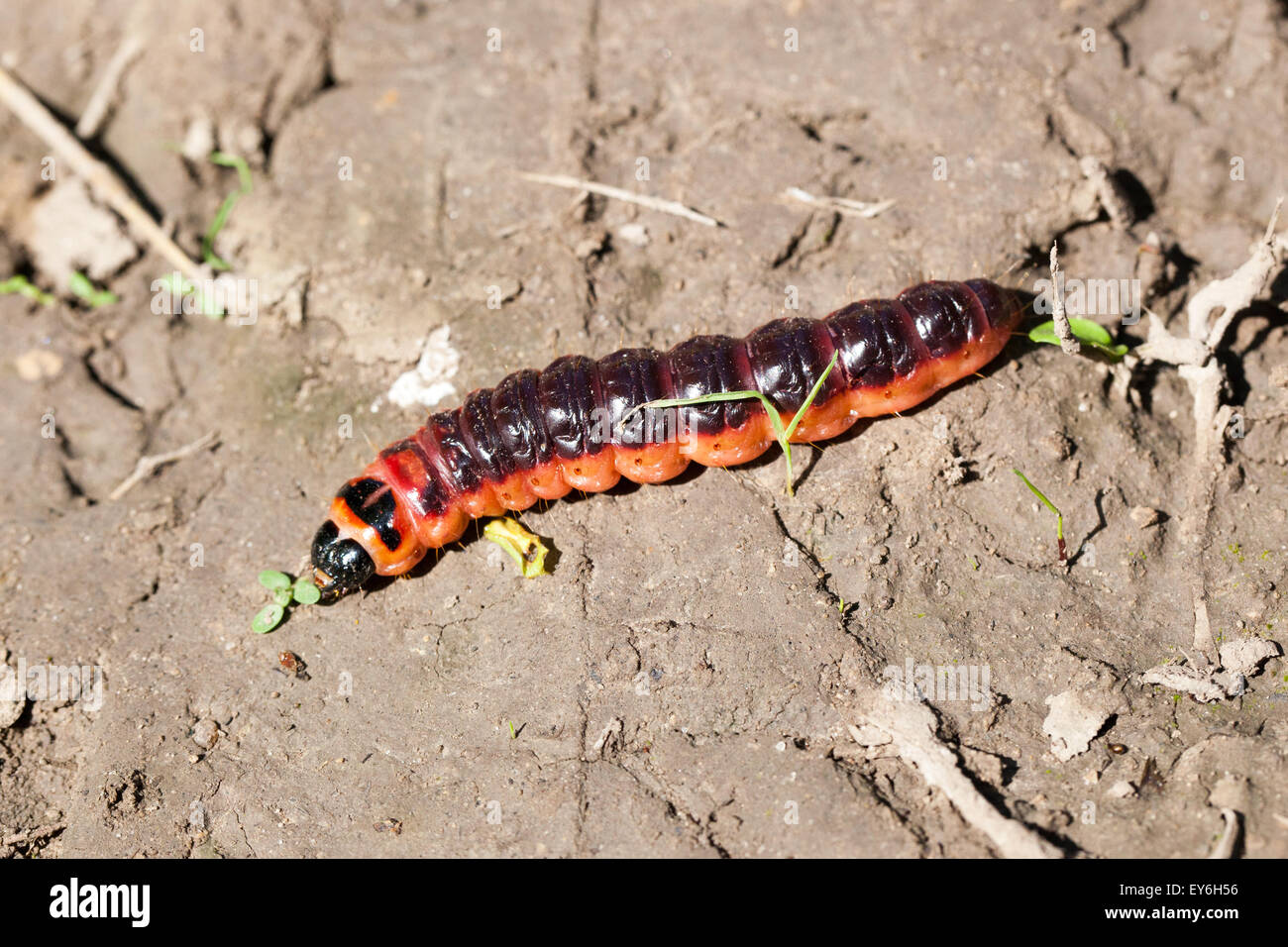 Cossus cossus Foto Stock