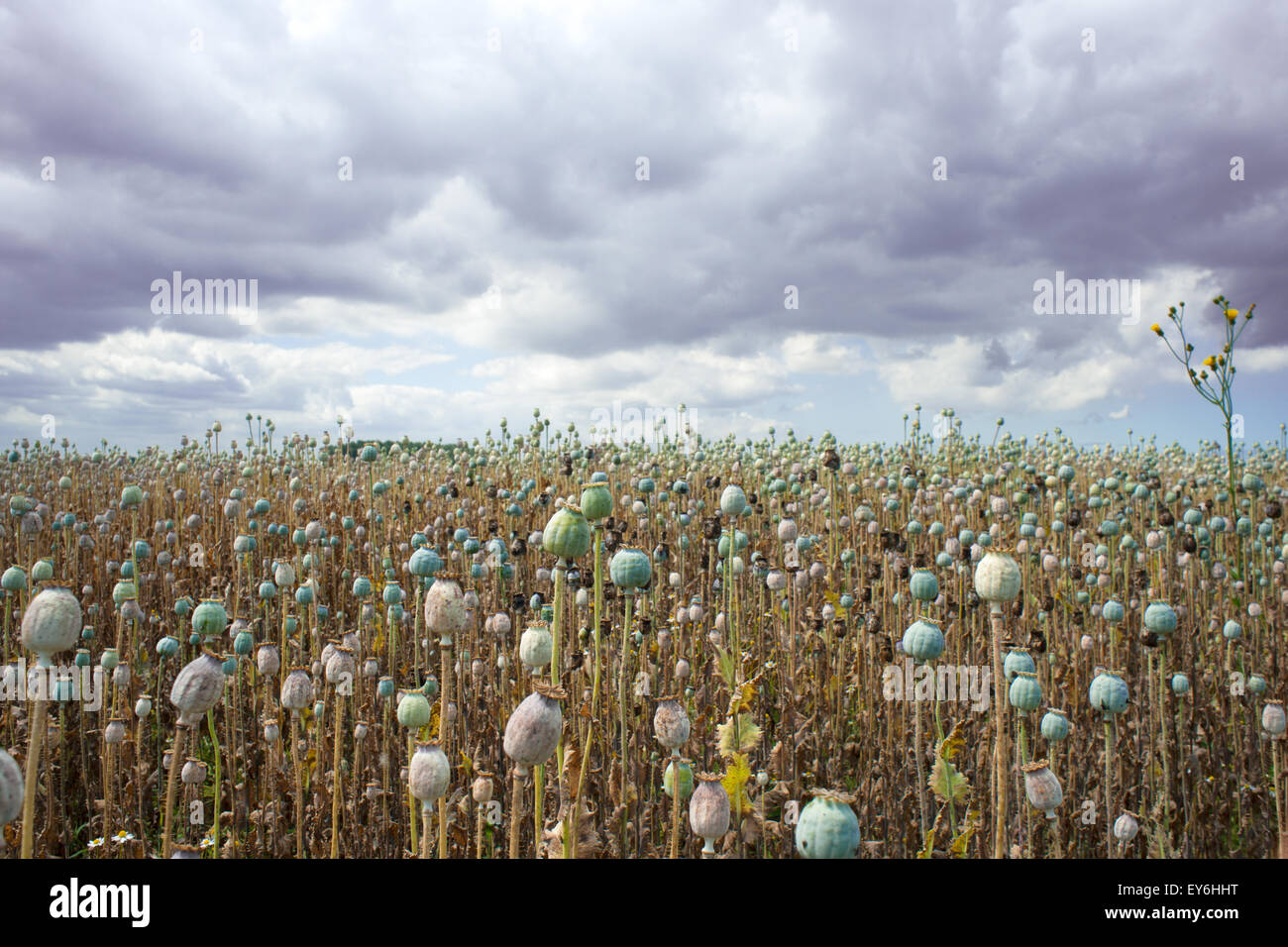 Papavero Papaver somniferum seedpods raccolto crescente nel campo cresciuti commercialmente medicina Zeeland Paesi Bassi Juli Foto Stock