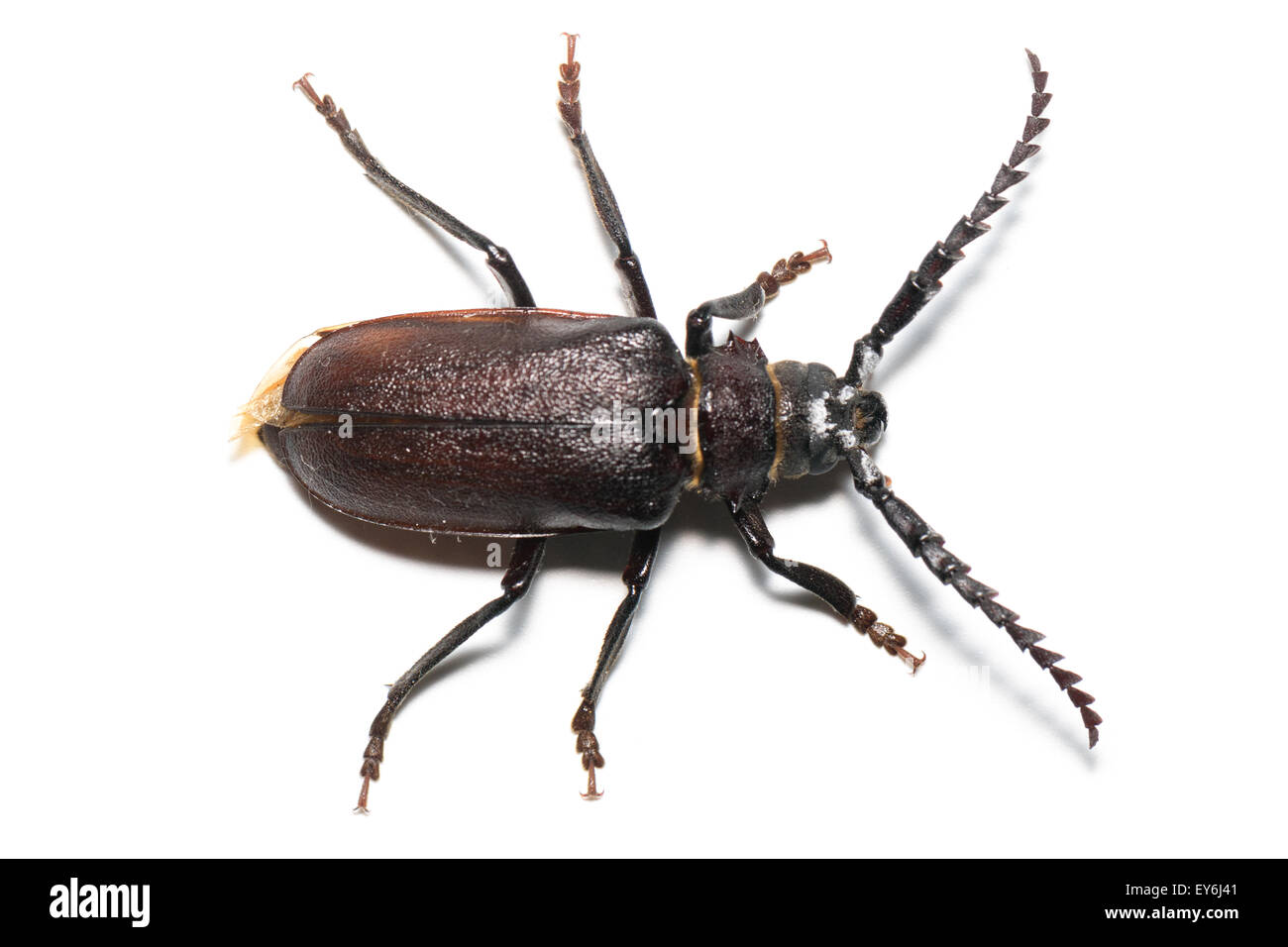 Prionus coriarius, segare Beetle. femmina Foto Stock