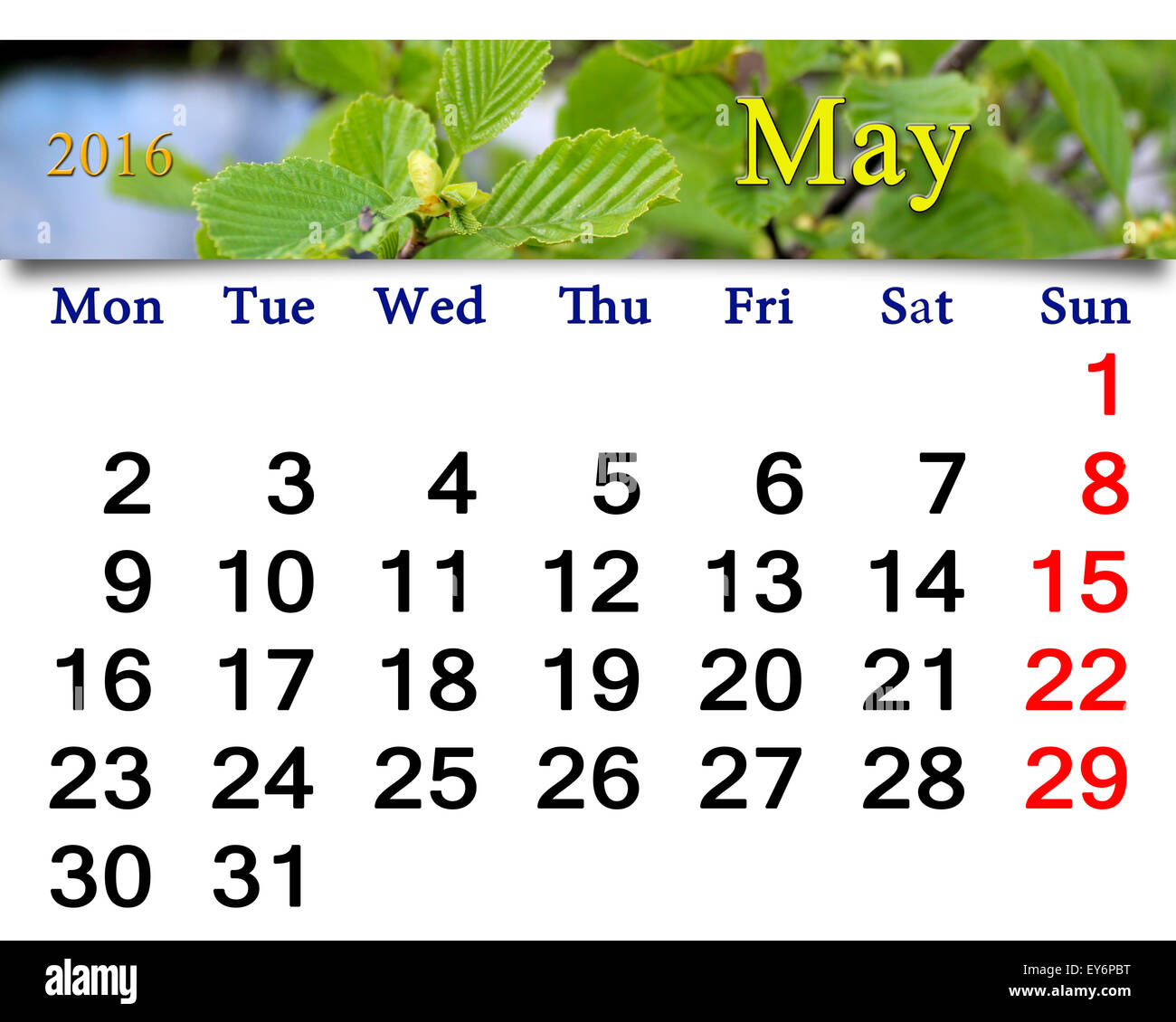 Calendario per il mese di maggio 2016 con ramo di foglie di ontano pronti per la vita in ufficio Foto Stock