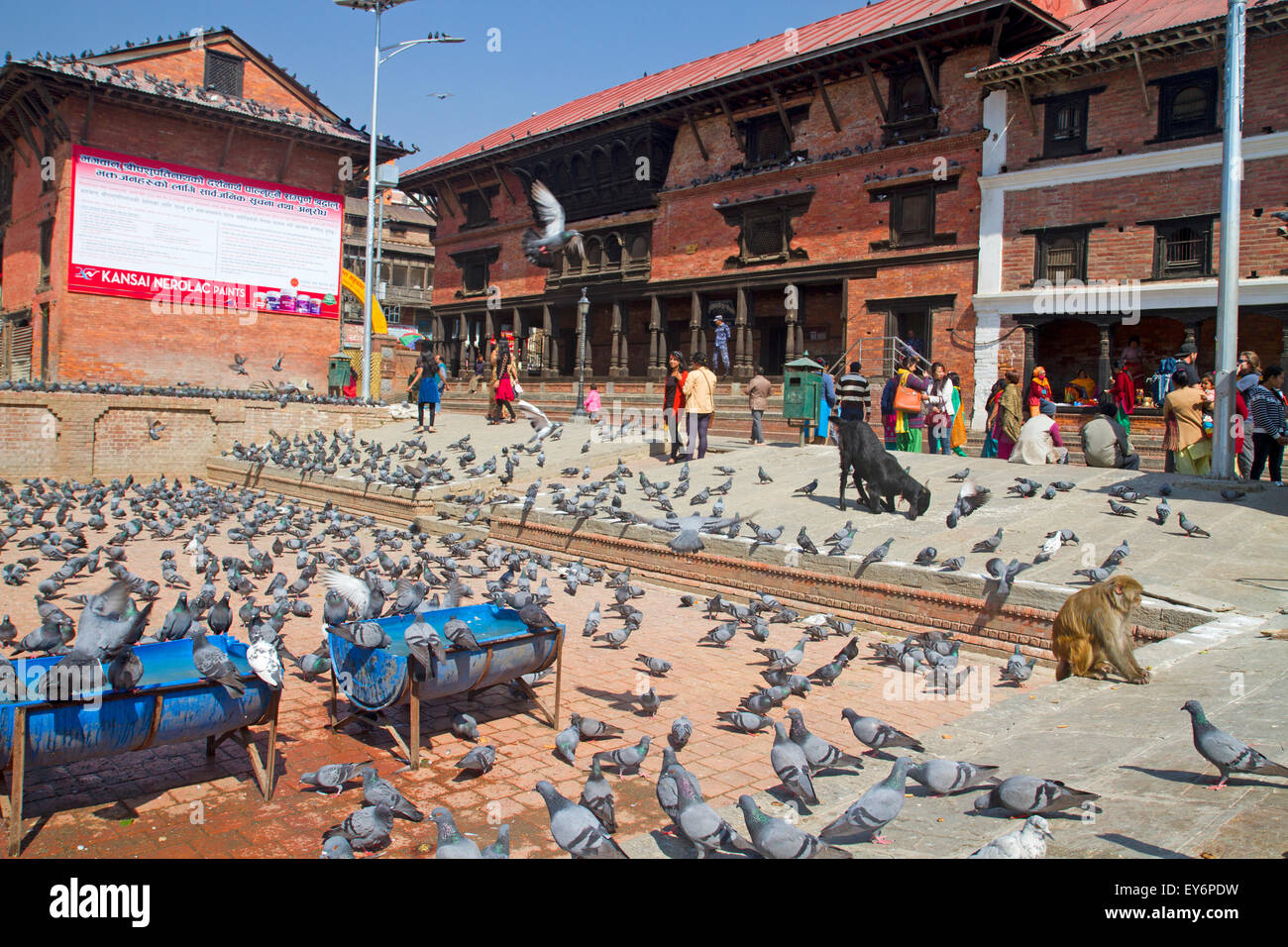 Macaco Rhesus scimmie e Piccioni al tempio di Pashupatinath a Kathmandu Foto Stock