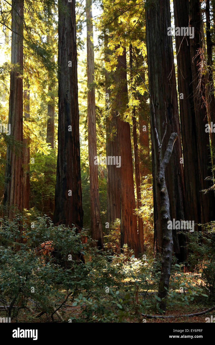 Il gigante alberi lungo il viale dei giganti in Humboldt Redwoods State Park, Humboldt, California settentrionale. Foto Stock