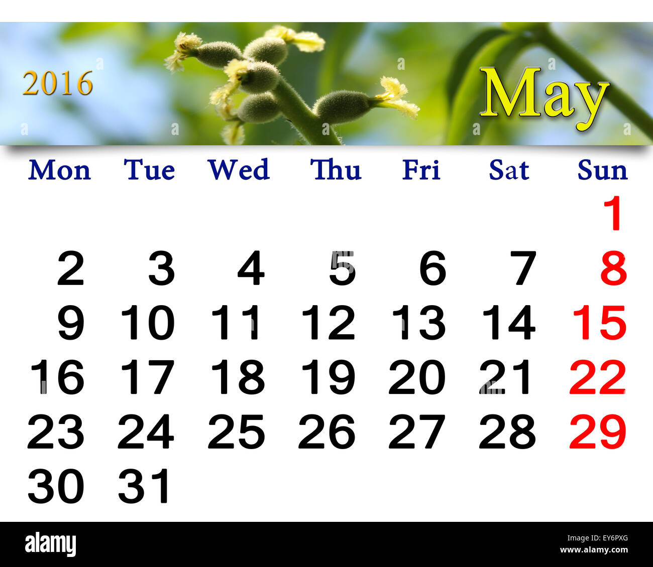 Calendario per il mese di maggio 2016 con nastro di noce in fiore Foto Stock