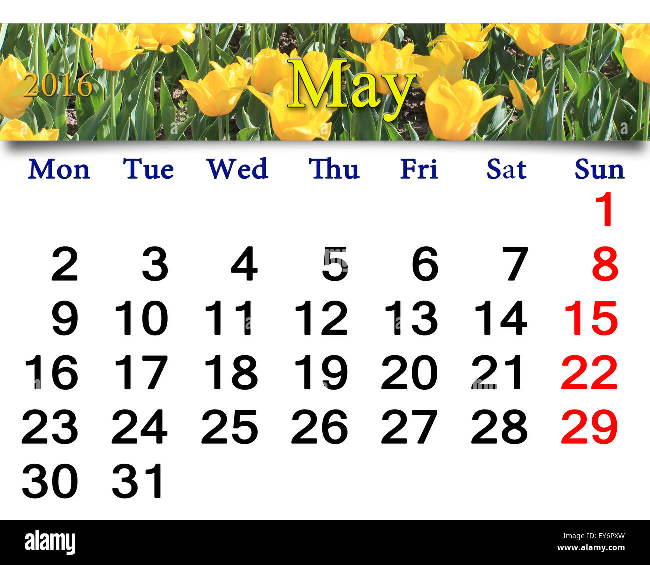 Calendario per il mese di maggio 2016 con letto di fiori di tulipani gialli Foto Stock