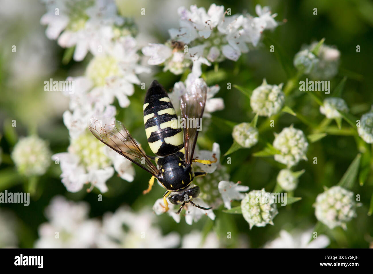 Sabbia wasp ((Bicyrtes quadrifasciatus)) Foto Stock