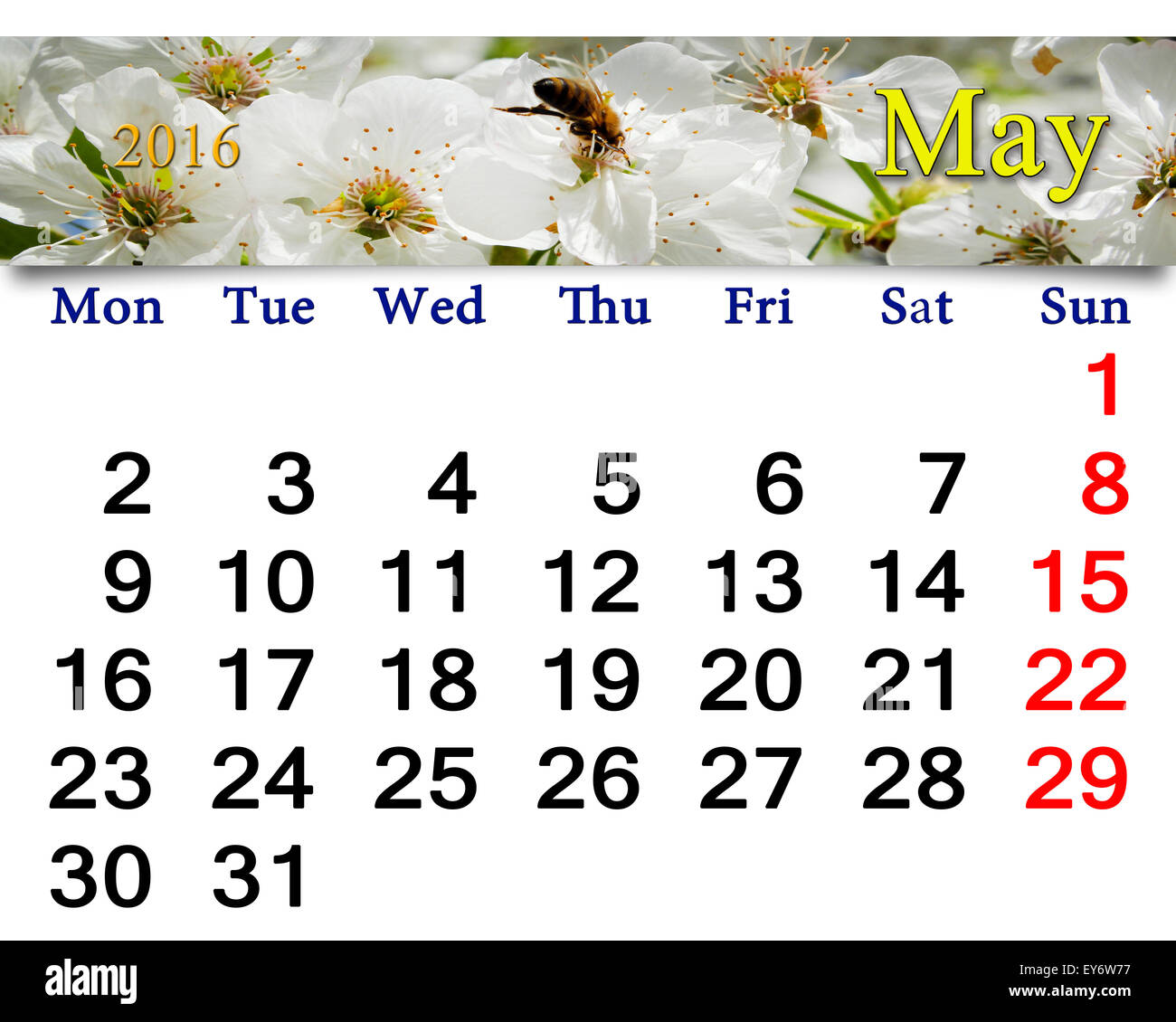 Calendario per il mese di maggio 2016 con il bianco dei ciliegi Foto Stock