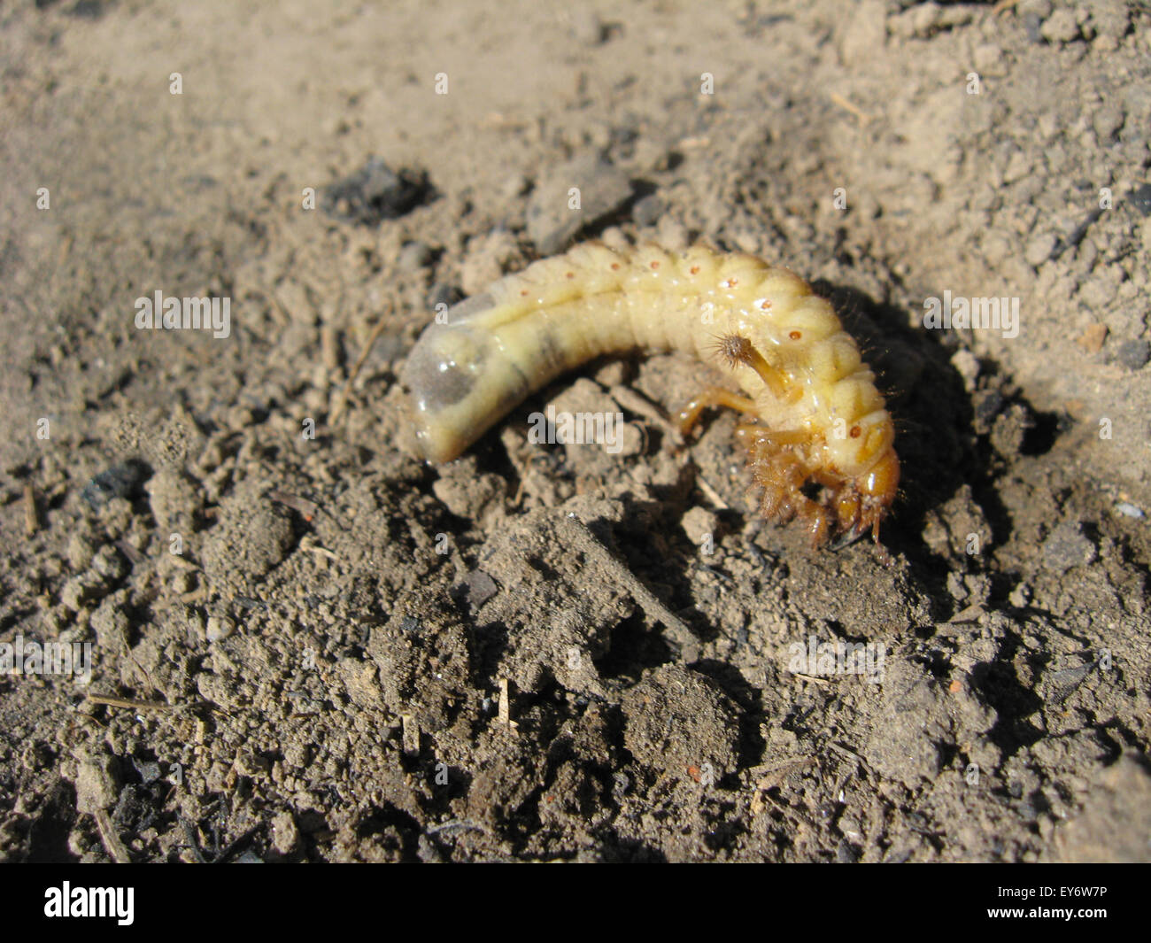 Larva di maggio-bug in posa sulla terra Foto Stock