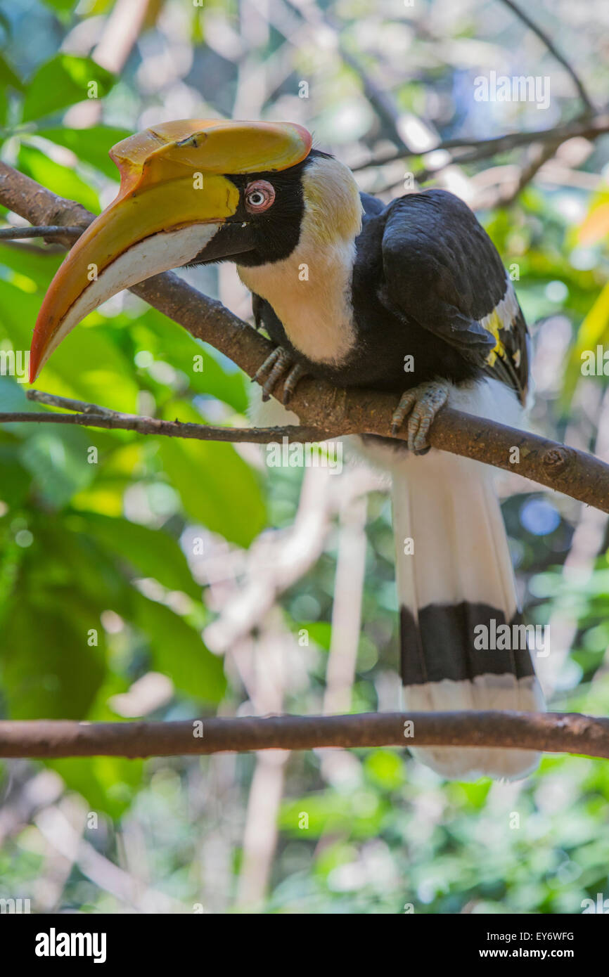 Grande Hornbill bird, Mandalay Myanmar Foto Stock