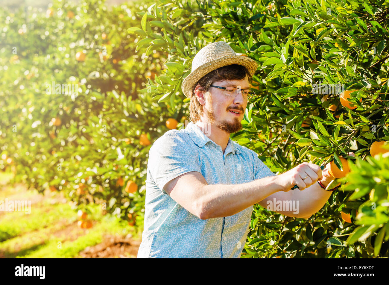 Allegro giovane uomo raccoglie le arance e i mandarini sulla fattoria di agrumi Foto Stock