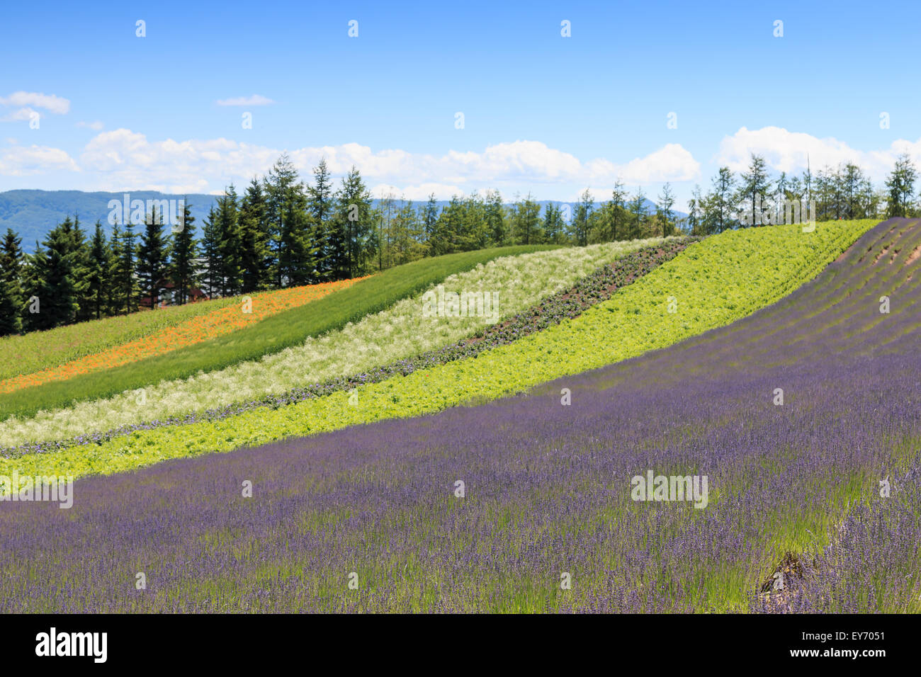 Irodori campo di Tomita farm in Furano, Giappone, Hokkaido Foto Stock