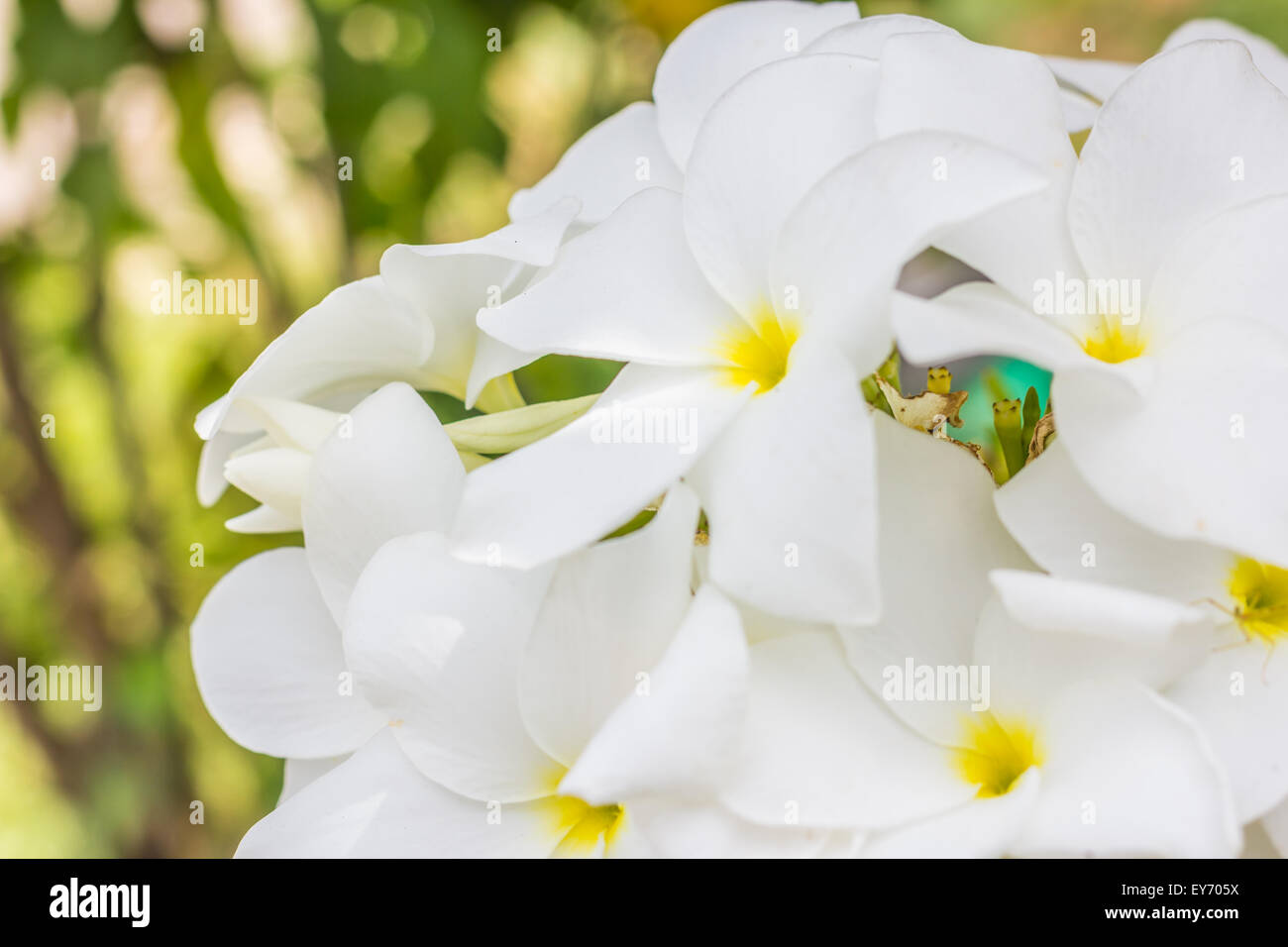 La purezza del bianco Plumeria o Frangipani i fiori sbocciano i fiori di albero tropicale Foto Stock