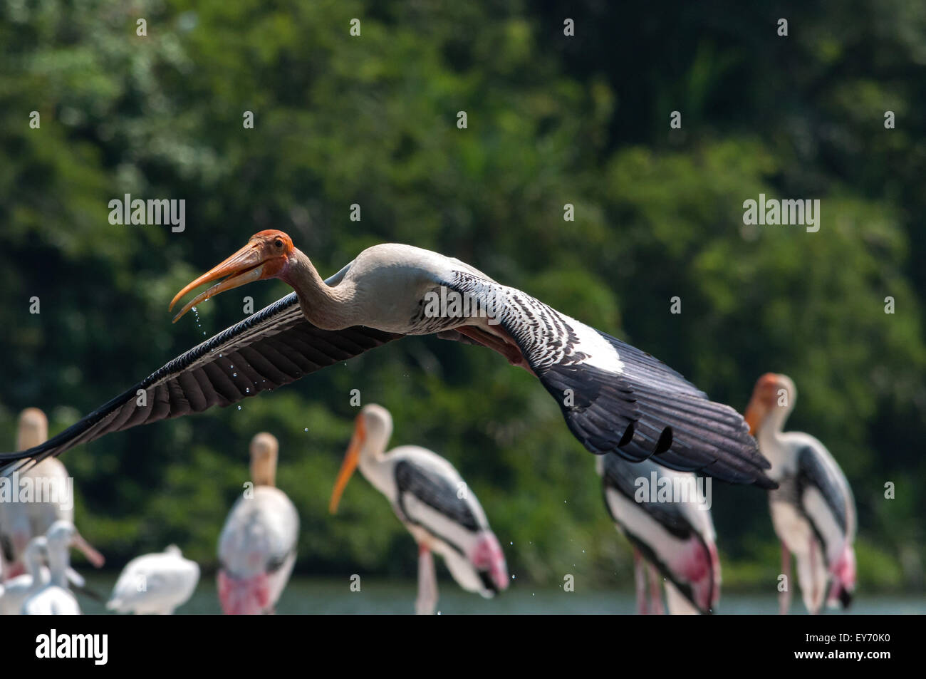 Dipinto di Stork ( Mycteria leucocephala ) Foto Stock