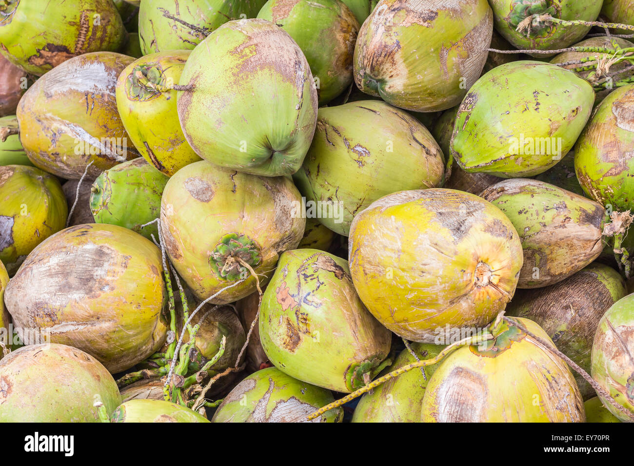 Gruppo di noci di cocco verde Foto Stock