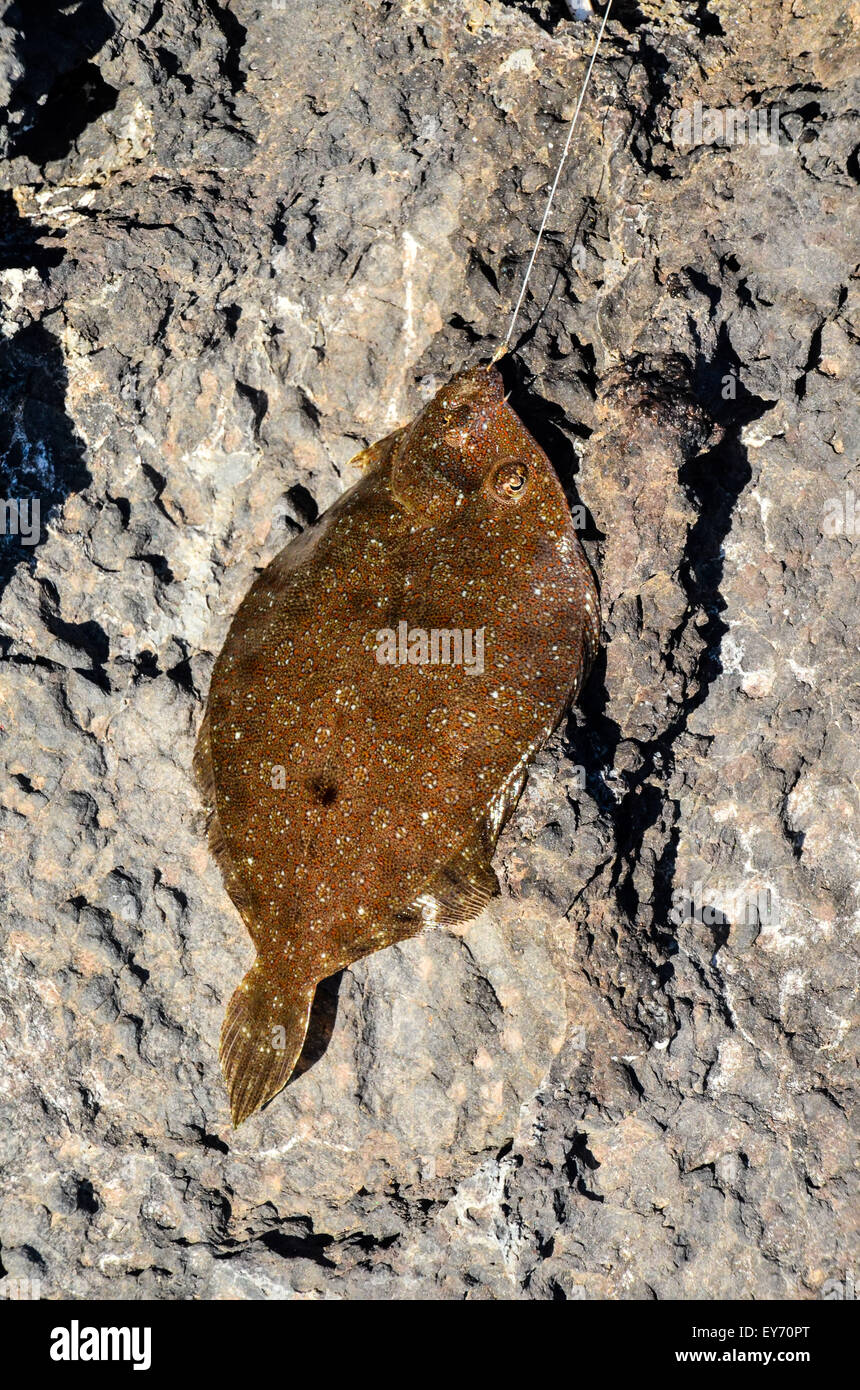 Un pesce di mare agganciato Foto Stock