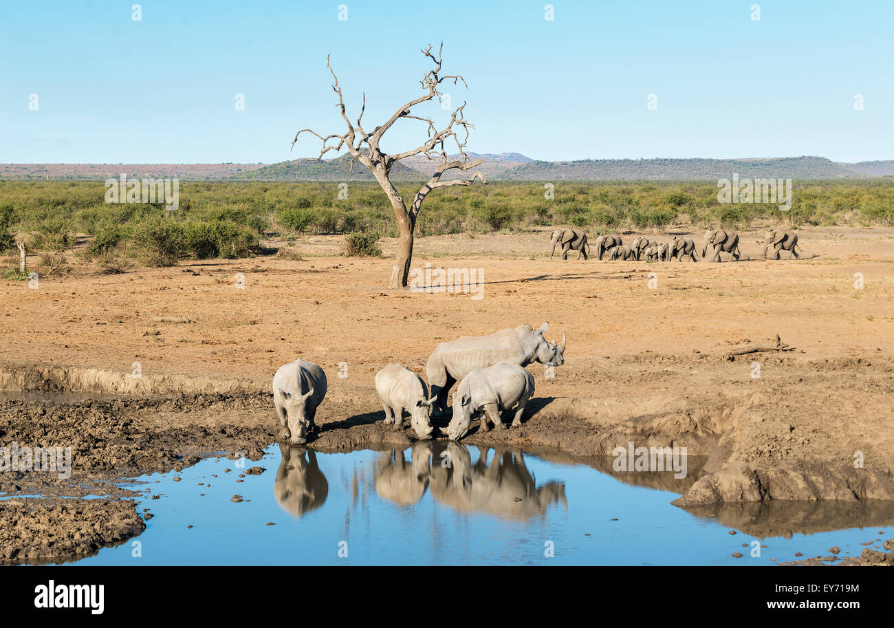 I rinoceronti, rhinocerotidae, bere a Watering Hole in Sud Africa, con gli elefanti in background. Foto Stock