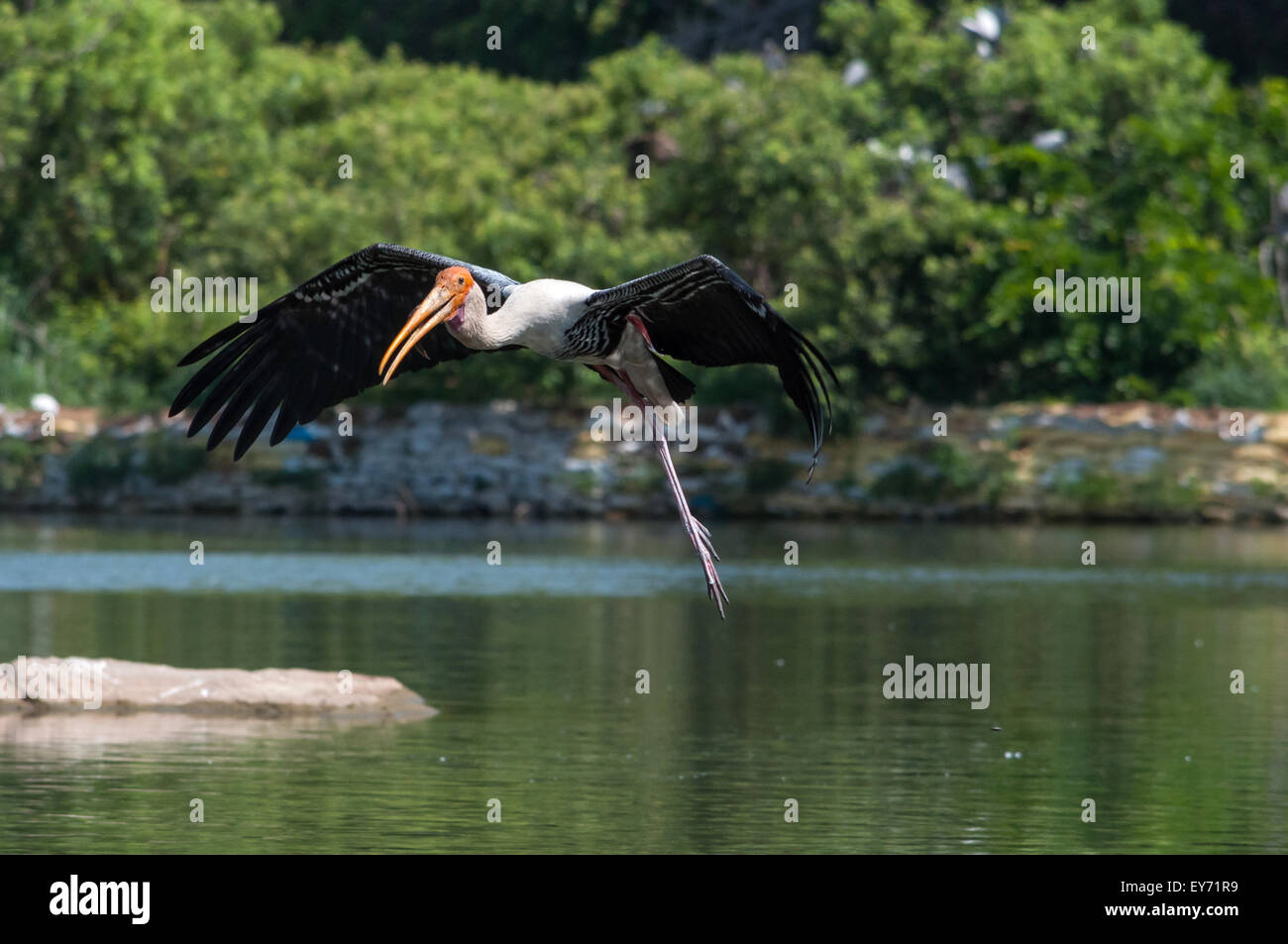 Dipinto di Stork ( Mycteria leucocephala ) Foto Stock