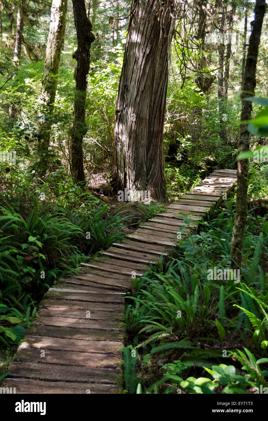 Passerella di legno su un sentiero attraverso la costiera di foresta pluviale temperata vicino a Long Beach e Tofino, British Columbia, Canada. Foto Stock
