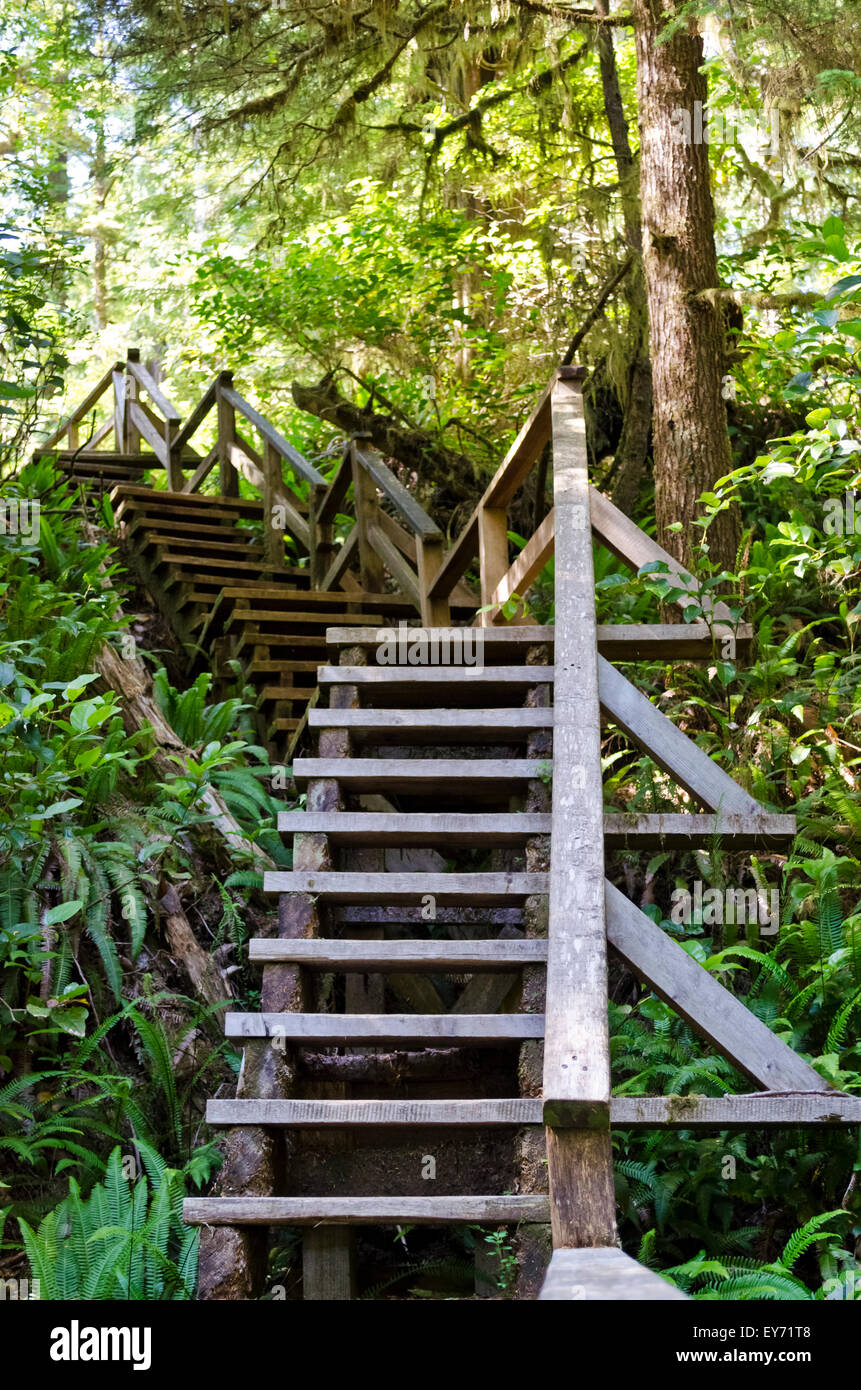 Scale di legno su un sentiero attraverso la costiera di foresta pluviale temperata vicino a Long Beach e Tofino, nella British Columbia, Canada. Foto Stock