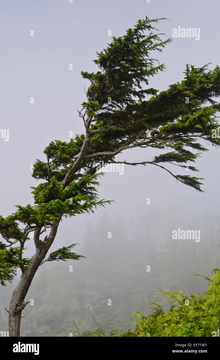 La piegatura albero sempreverde nella nebbia lungo la Wild Pacific Trail sulla costa occidentale dell'isola di Vancouver vicino a Ucluelet. Foto Stock