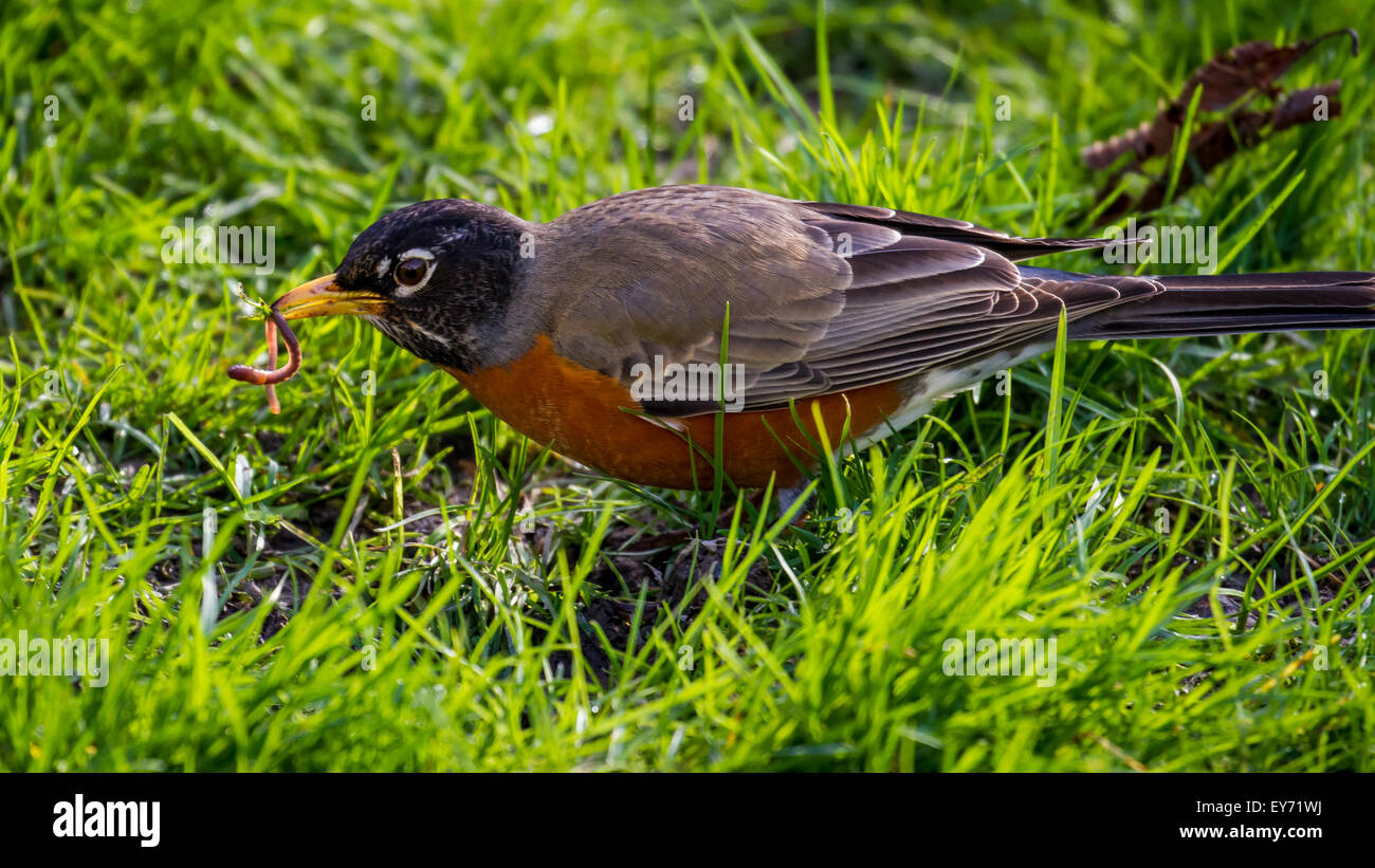 Un robin trova un verme in un parco a Seattle Foto Stock