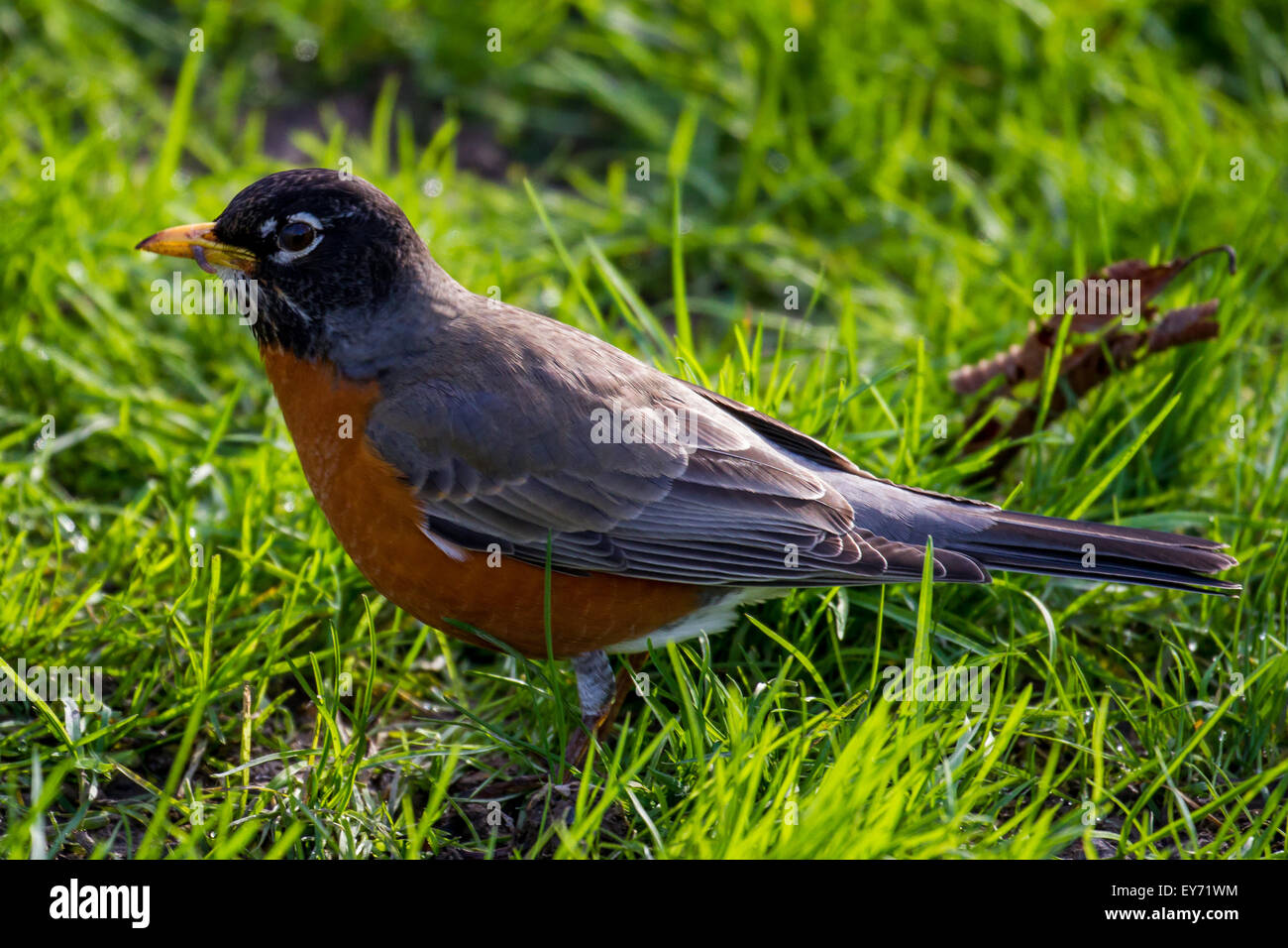 Un robin in erba in un parco a Seattle Foto Stock