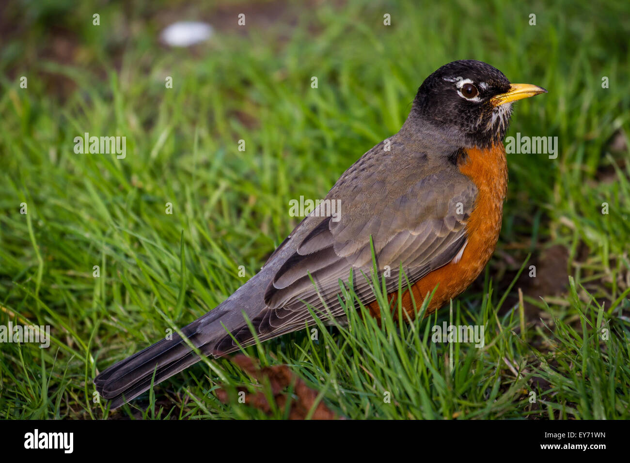 Un robin in erba in un parco a Seattle Foto Stock Un robin in erba in un parco a Seattle Foto Stock