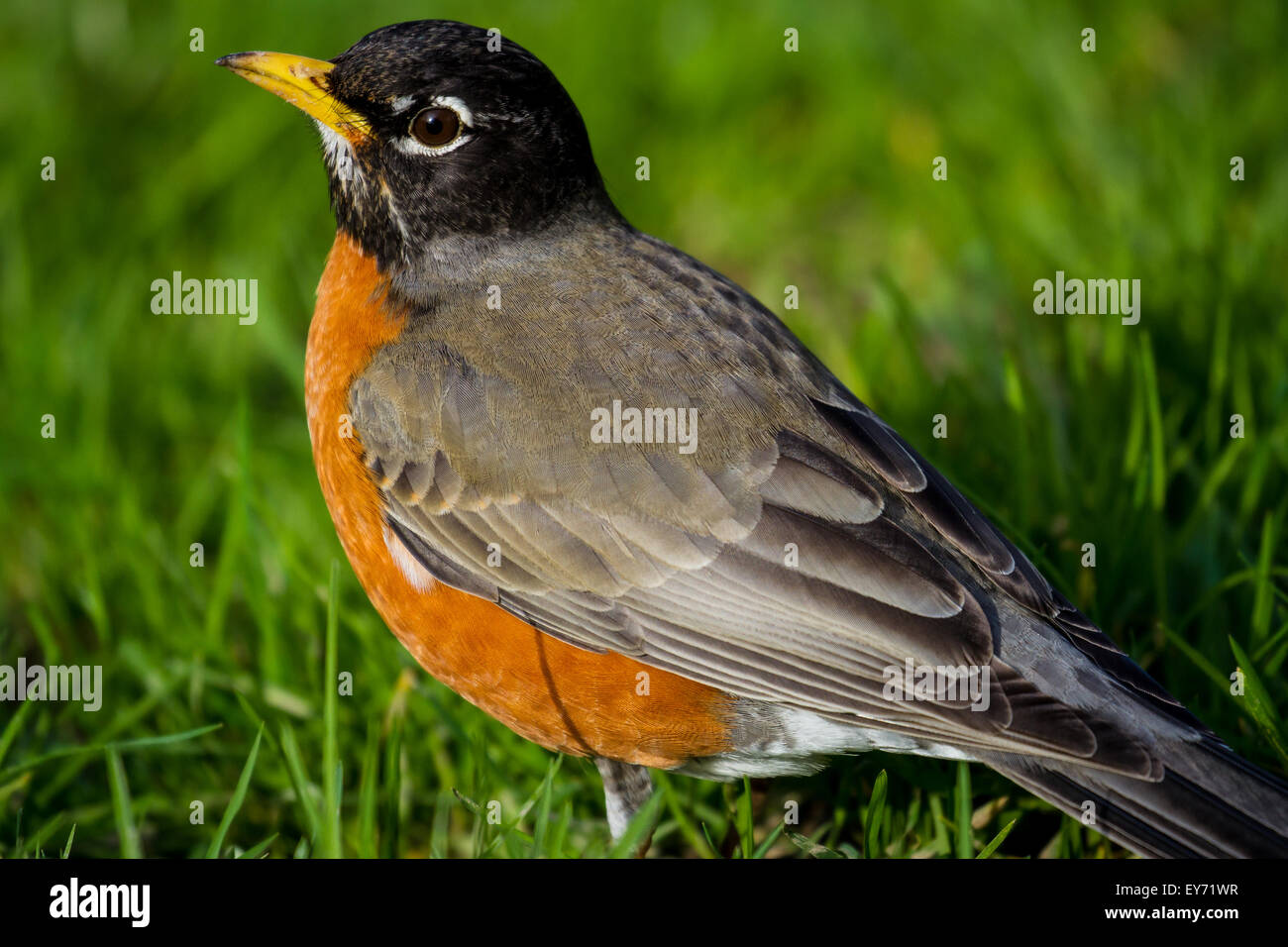 Un robin in erba in un parco a Seattle Foto Stock Un robin in erba in un parco a Seattle Foto Stock