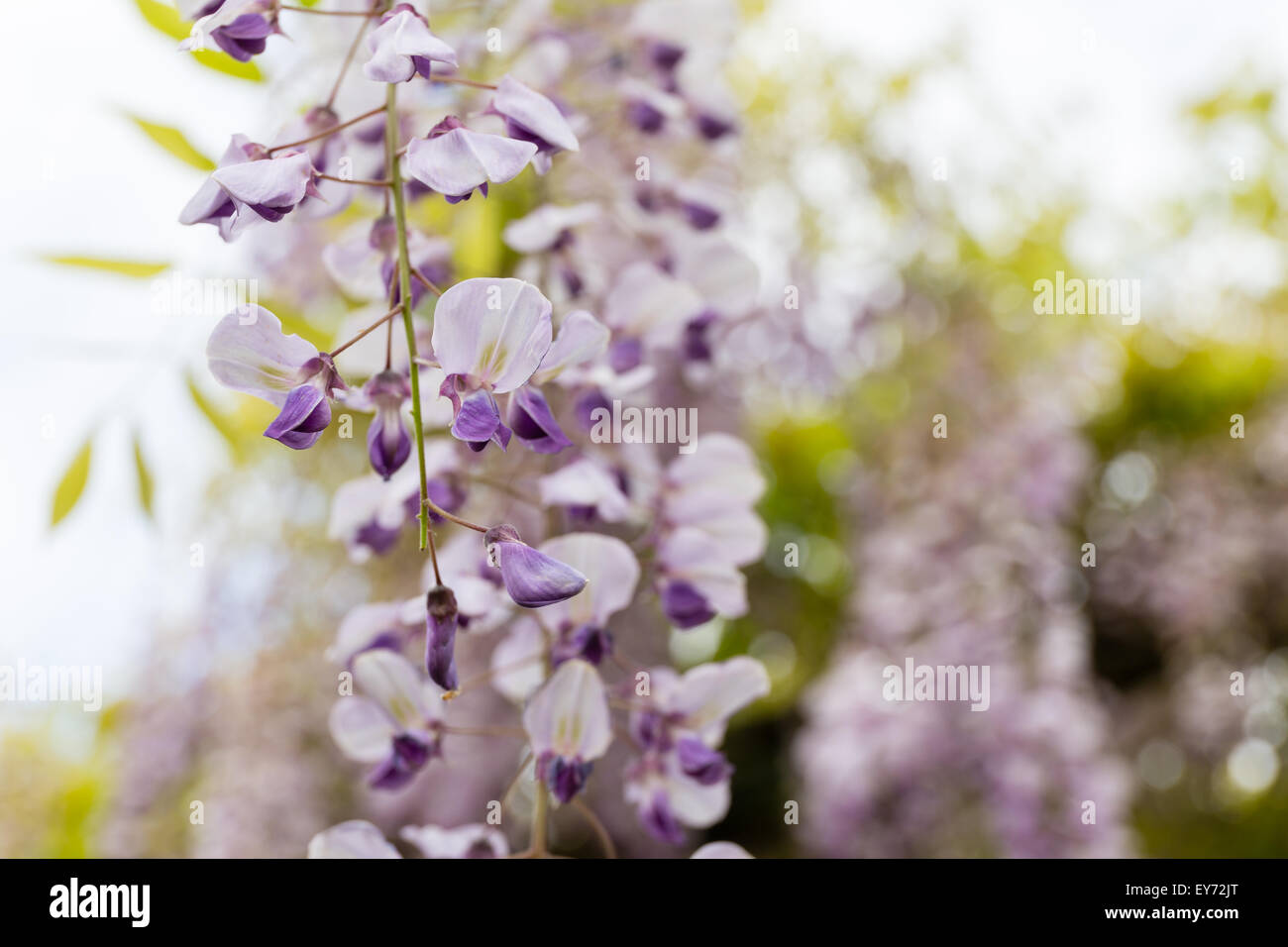 Petali di glicine closeup Foto Stock