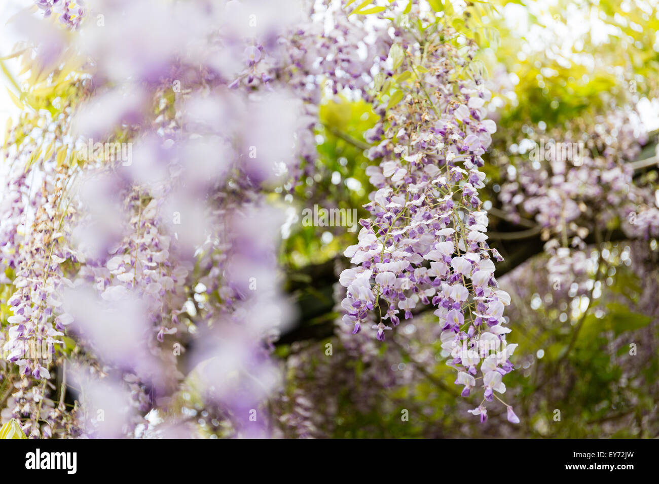 Piante di glicine Foto Stock