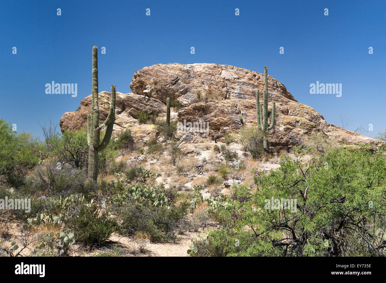 Il paesaggio del deserto con cactus Saguaro nel Parco nazionale del Saguaro vicino a Tucson, Arizona, Stati Uniti. Foto Stock