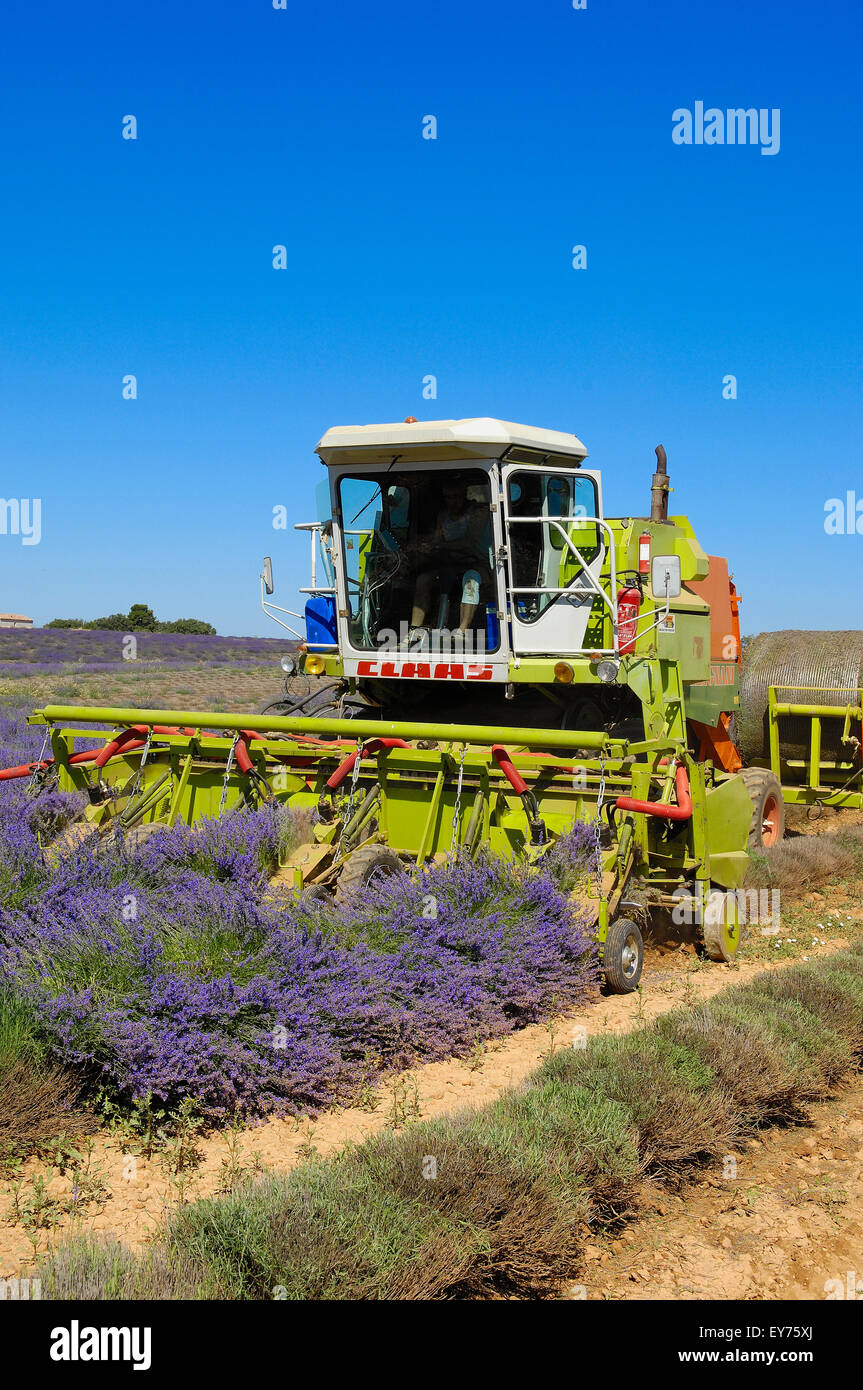 Raccolto di lavanda in luglio al Plateau de Valensole. Alpes-de-Haute-Provence. Valensole, Francia. Foto Stock