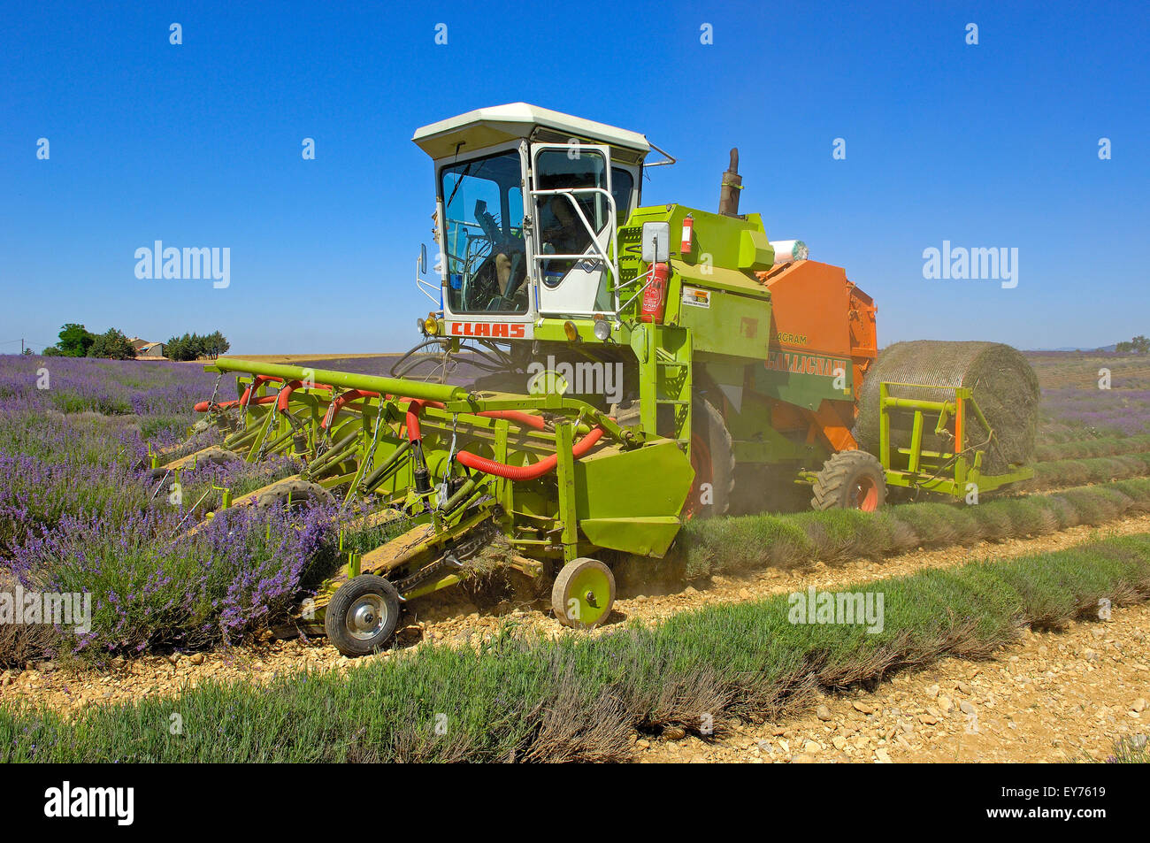 Raccolto di lavanda in luglio al Plateau de Valensole. Alpes-de-Haute-Provence. Valensole, Francia. Foto Stock