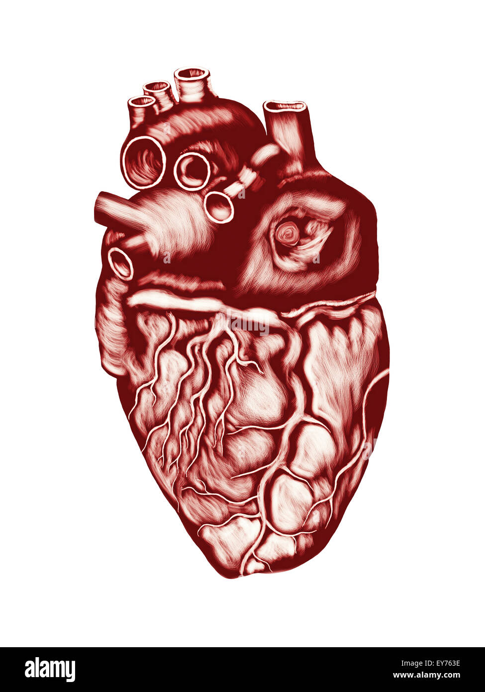 Cuore umano anatomia: chambers, valvole e navi isolate su bianco. Foto Stock