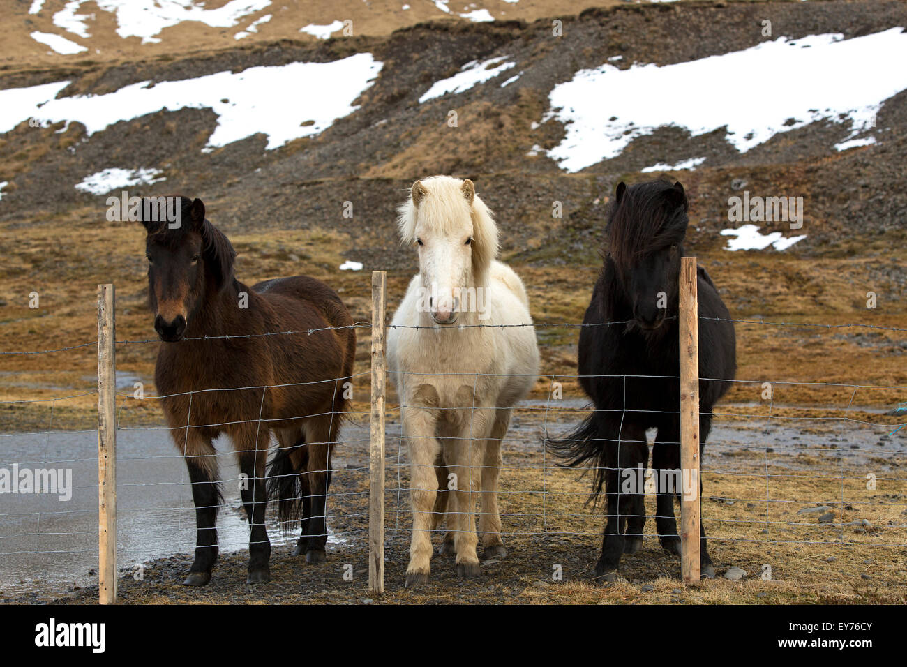 I tre colori di cavalli islandesi dietro il recinto Foto Stock