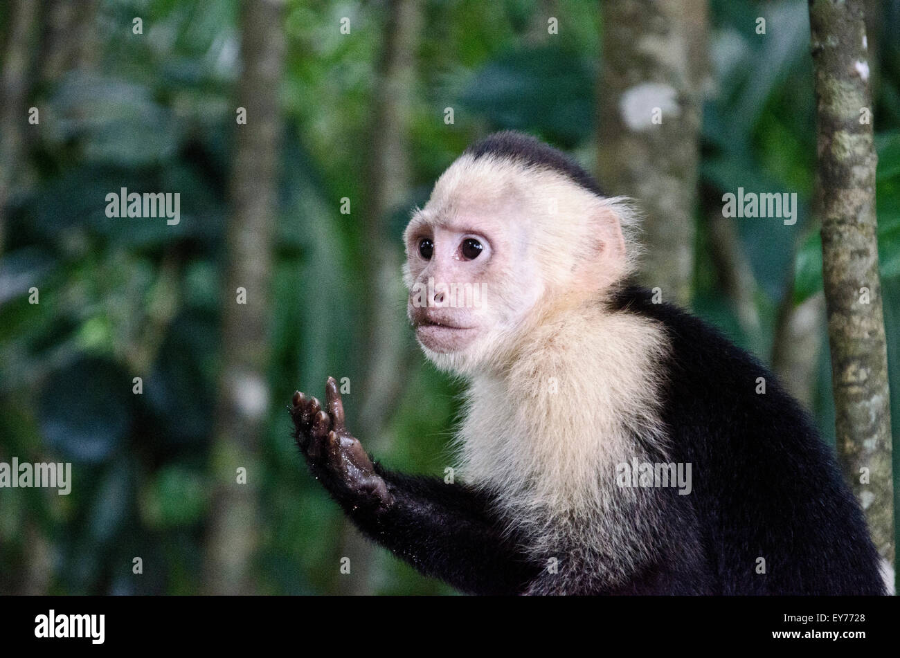 Di fronte bianco scimmia del Costa Rica: dei Cappuccini Foto Stock