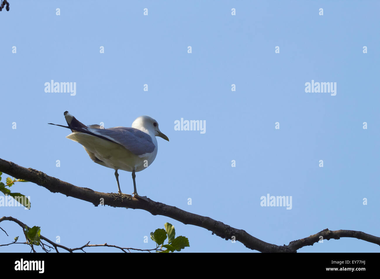 Larus canus Foto Stock