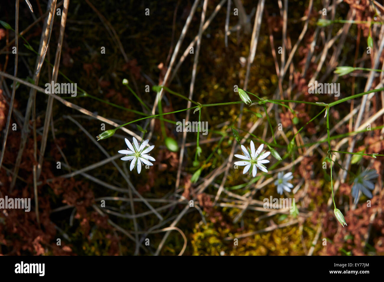 Stellaria graminea Foto Stock