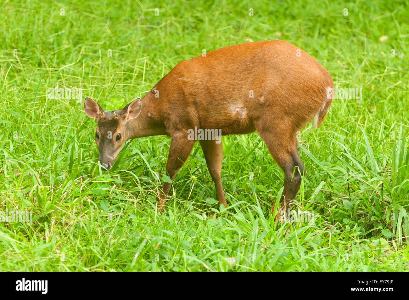 Mazama americana, rosso cervo Brocket, Iguassu NP, Argentina Foto Stock
