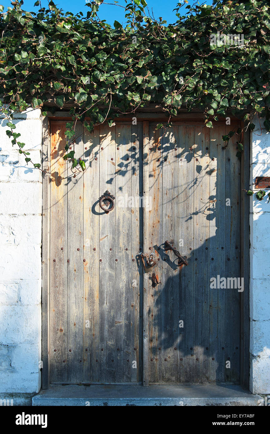 Vecchia porta di legno ricoperta di edera Foto Stock