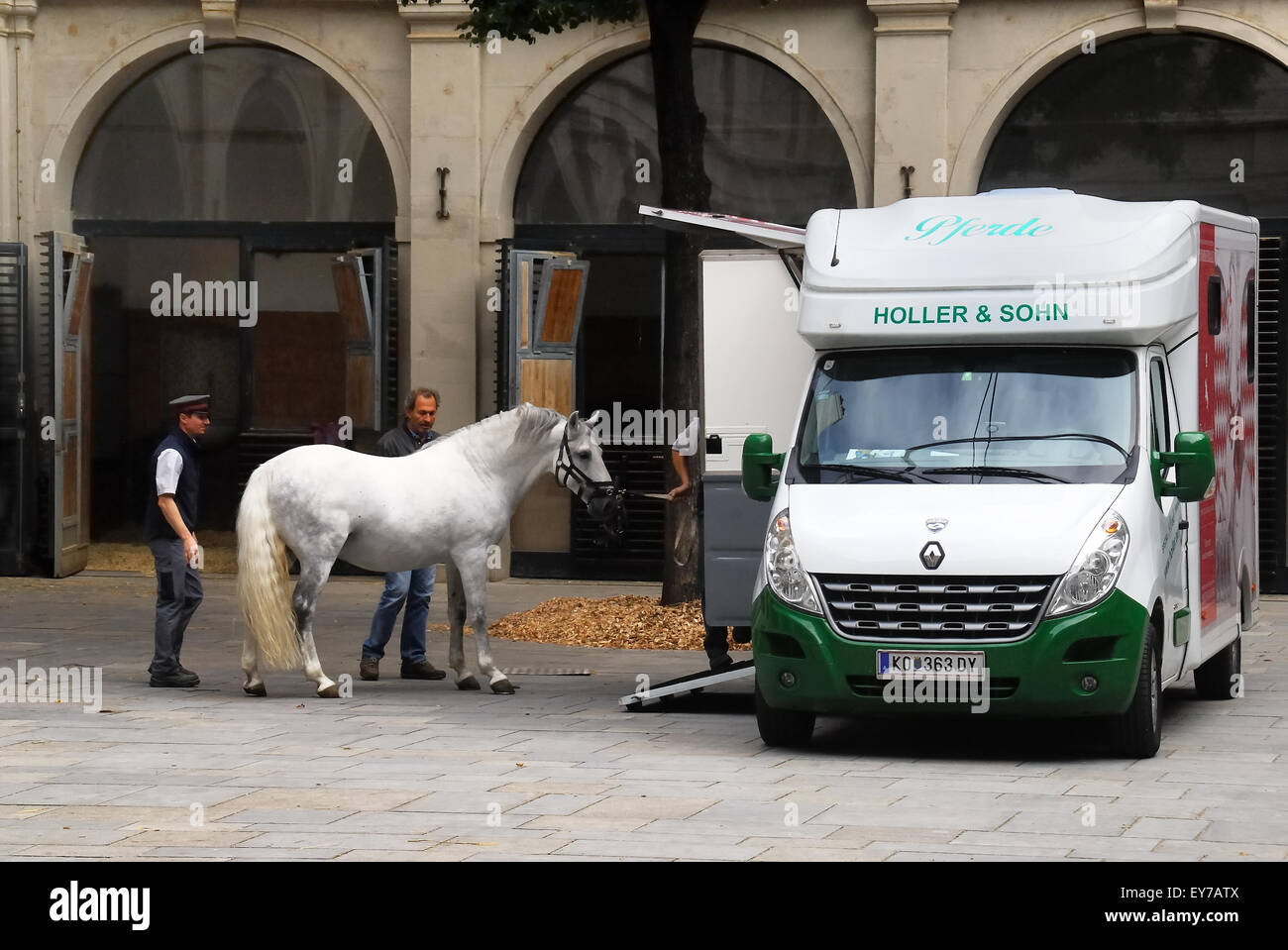 Vienna, Austria. La Scuola di Equitazione Spagnola (tedesco: Spanische Hofreitschule) è una tradizionale scuola di equitazione per cavalli Lipizzan. Un groom prende uno stallone in furgone. Foto Stock