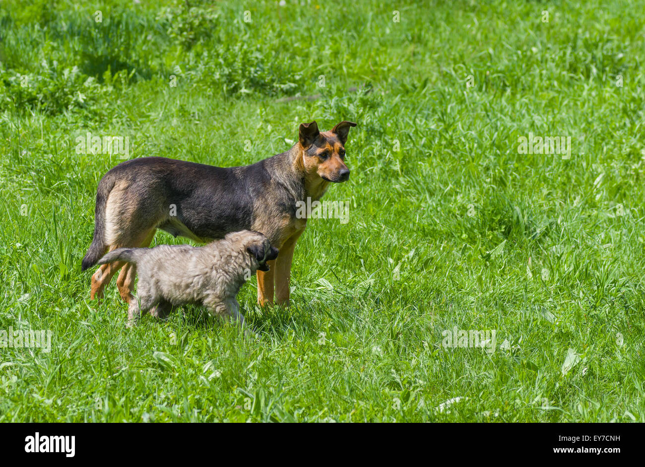 Madre che allatta cane con il suo cucciolo Foto Stock